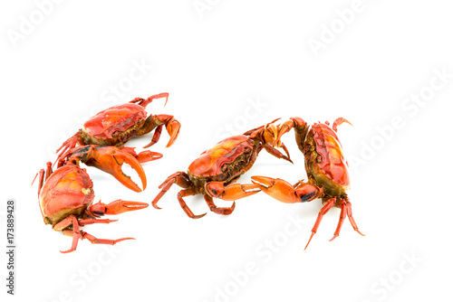 Battle of the crab isolate on white background