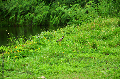 Campsite at Samlan waterfall - Saraburi, Thailand 