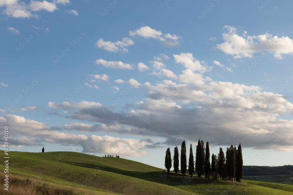 An isolated group of cypresses on a green hill in Tuscany (Italy), under a big blue sky with white clouds. Typical Tuscany landscape.