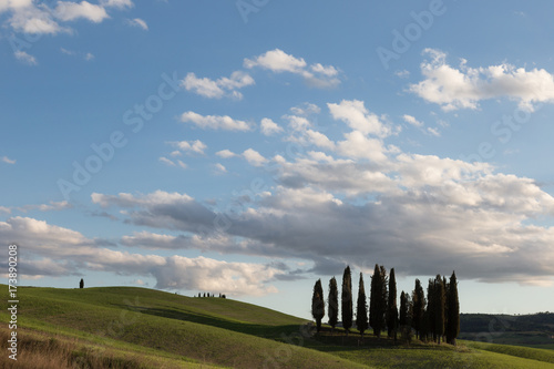 An isolated group of cypresses on a green hill in Tuscany  Italy   under a big blue sky with white clouds. Typical Tuscany landscape.