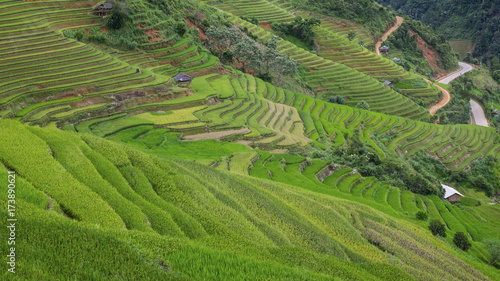 Rice fields  in Vietnam.