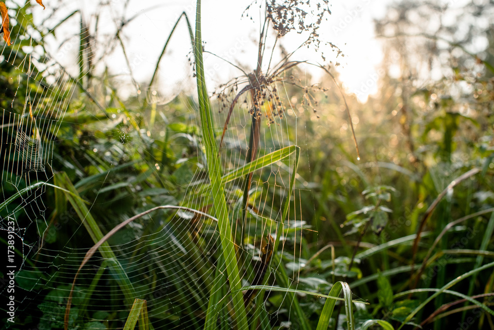 Obraz premium cobweb and dew in the early morning close-up 