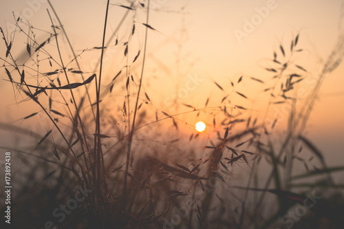 Sunset scene on hight mountain. Silhouette yellow grass and flowers.