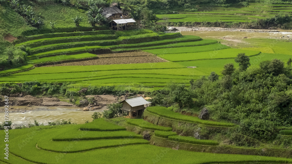 Obraz premium Rice fields in Vietnam.