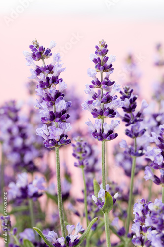 Lavender flowers.