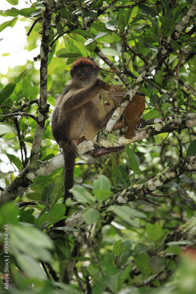 Red Colobus - Bigodi Wetlands - Uganda, Africa Red Colobus - Bigodi Wetlands - Uganda, Africa