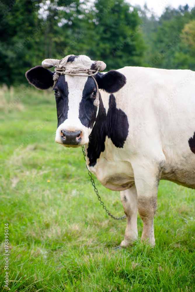A cow is grazing in a meadow A cow is grazing in a meadow