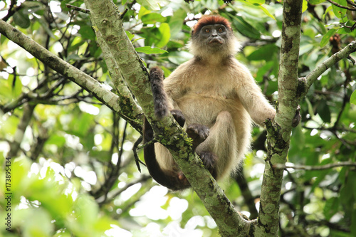 Red Colobus - Bigodi Wetlands - Uganda, Africa © Sam D'Cruz