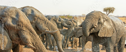 panorama of many elephants, drinking from camp waterhole, nehimba, zimbabwe photo