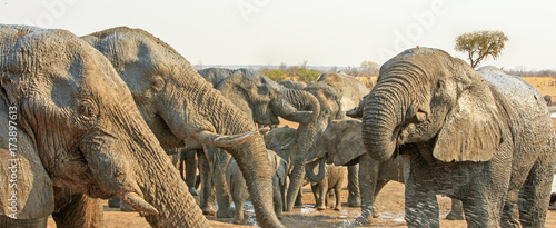 Vászonkép panorama of many elephants, drinking from camp waterhole, nehimba, zimbabwe