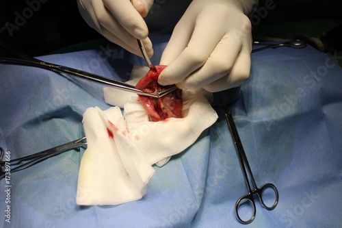 Enterotomy by cat - surgery on intestine photo