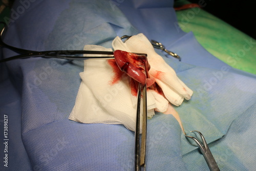 Enterotomy by cat - surgery on intestine photo