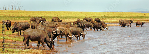 Photography Panorama of a herd of cape buffalo drinking from Lake Kariba in Zimbabwe