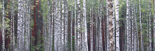 Fototapeta samoprzylepna Piękny krajobraz z brzozami. Brzozy w jasnym słońcu. Gaj brzozowy jesienią. Pnie brzóz. Pnie drzew brzozy. Piękna panorama.