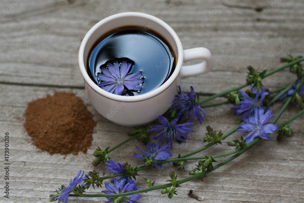 chicory chicory
