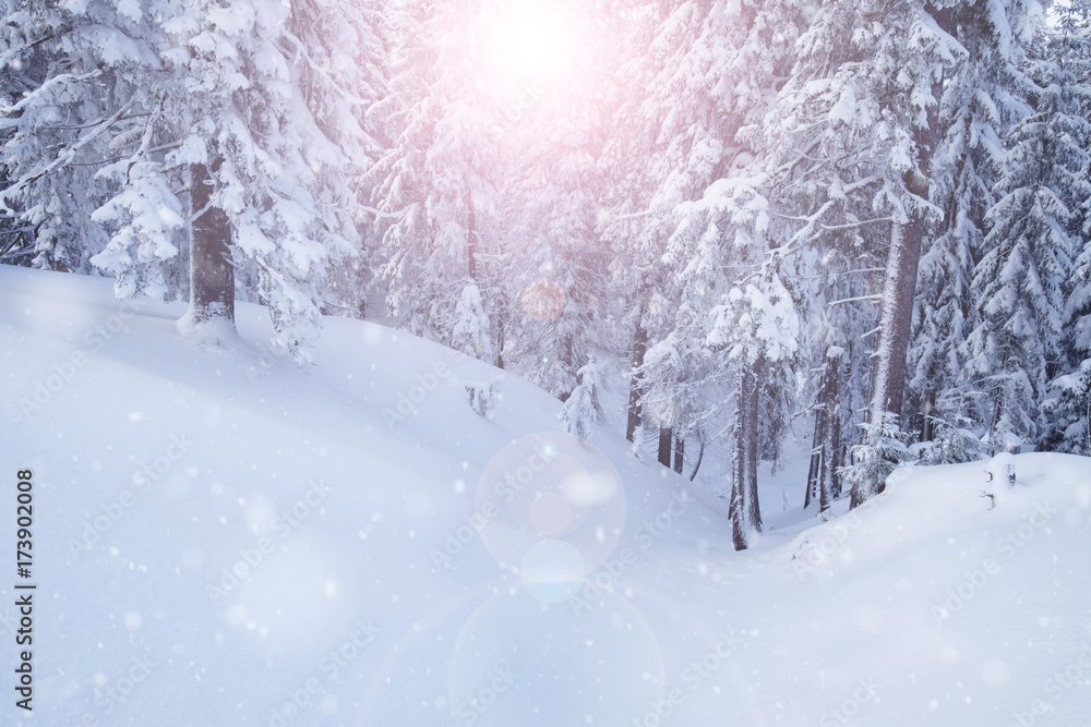 Fototapeta premium Winter mountain snowy forest