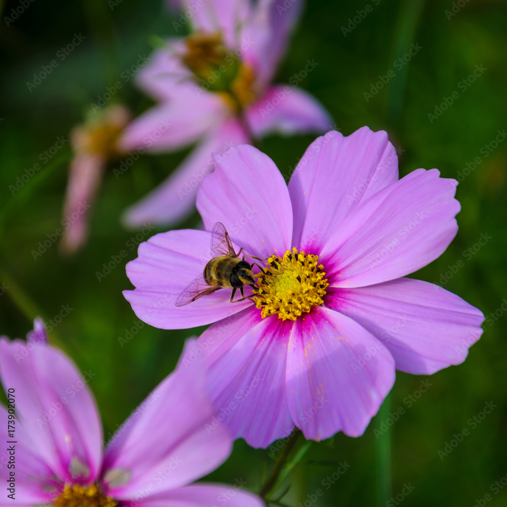 Hardworking bee works on a flower - collects pollen Hardworking bee works on a flower - collects pollen