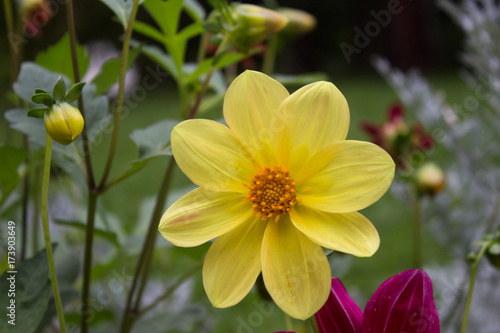 Fototapeta Naklejka Na Ścianę i Meble -  Close up of beautiful yellow dahlia flower on  natural background.