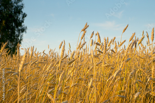 wheat field near forest