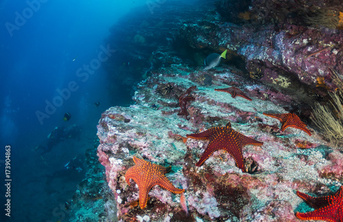 Star fish on a coral reef, Galapagos Islands, Ecuador.