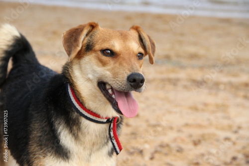 Fototapeta happy mongrel dog playing on the beach pet friendly
