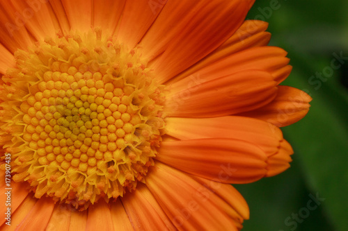 Orange calendula petals close up.