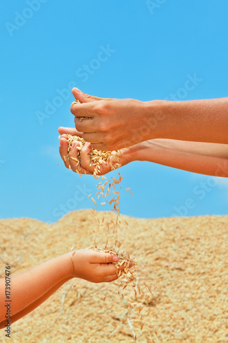 Happy child with mother on heap of plantation grains crop. Fresh rice seeds sifting through woman hand fingers. Agriculture, cereal plants, raw food ingredients. Products of Asian export background.