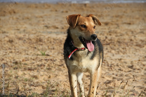 happy mongrel dog playing on the beach pet friendly