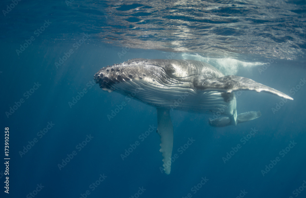 Humpback whale calf, Vava'u Kingdom of Tonga.