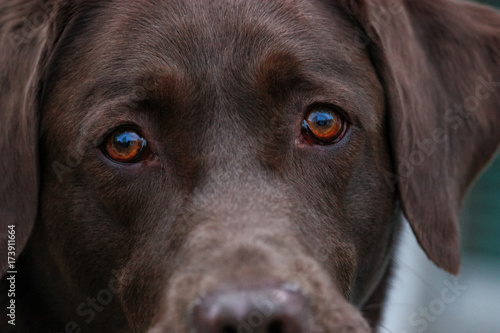 close up of a brown labrador dog