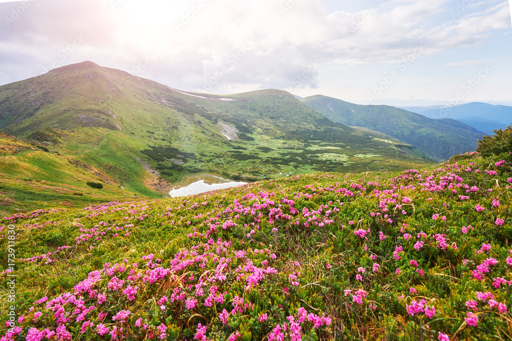 Fototapeta premium Rhododendrons bloom in a beautiful location in the mountains. Flowers in the mountains. Blooming rhododendrons in the mountains on a sunny summer day. Dramatic unusual scene. Carpathian, Ukraine