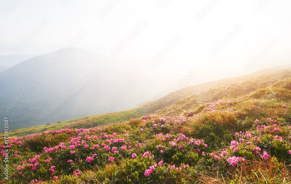 Fototapeta premium Rhododendrons bloom in a beautiful location in the mountains. Flowers in the mountains. Blooming rhododendrons in the mountains on a sunny summer day. Dramatic unusual scene. Carpathian, Ukraine