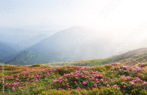 Rhododendrons bloom in a beautiful location in the mountains. Flowers in the mountains. Blooming rhododendrons in the mountains on a sunny summer day. Dramatic unusual scene. Carpathian  Ukraine