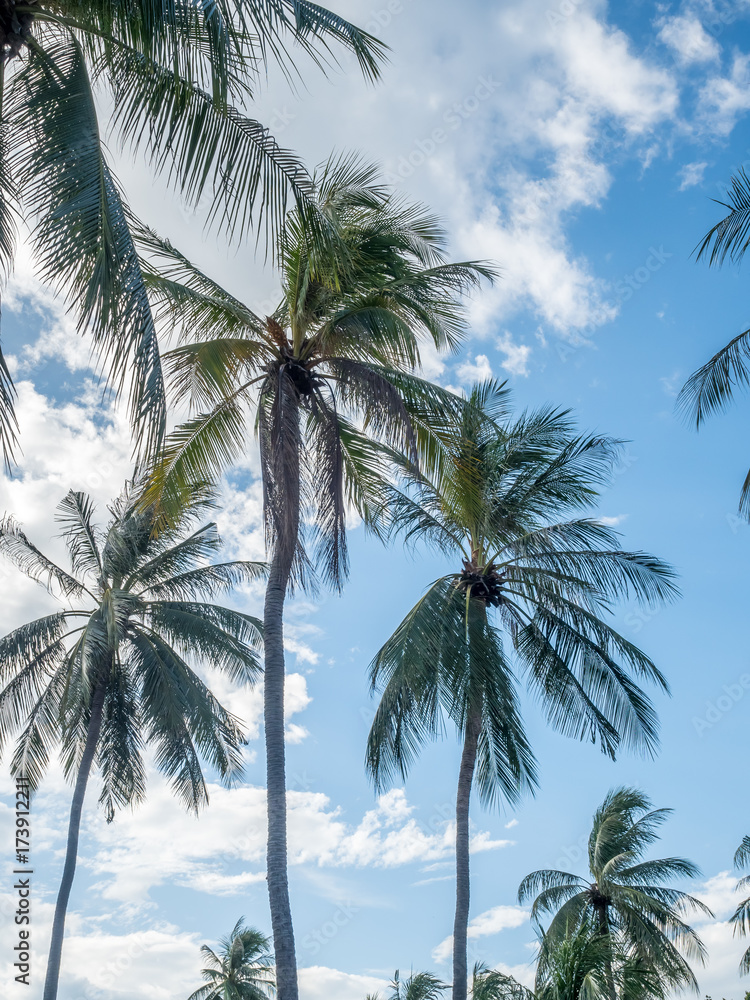 Coconut trees under cloudy sky