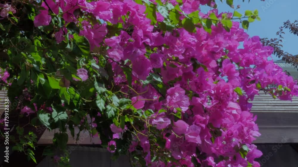 Beautiful blossoming tree with pink flowers. Beautiful blossoming tree with pink flowers.