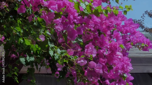 Wallpaper Mural Beautiful blossoming tree with pink flowers. Torontodigital.ca