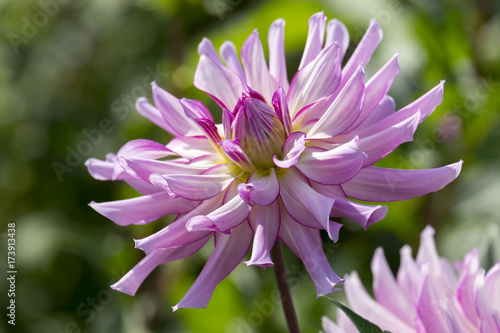 Fototapeta Naklejka Na Ścianę i Meble -  Dahlien (Dahlia)