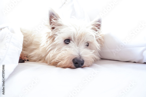 High key image of west highland white terrier westie dog in bed with pillow and sheets