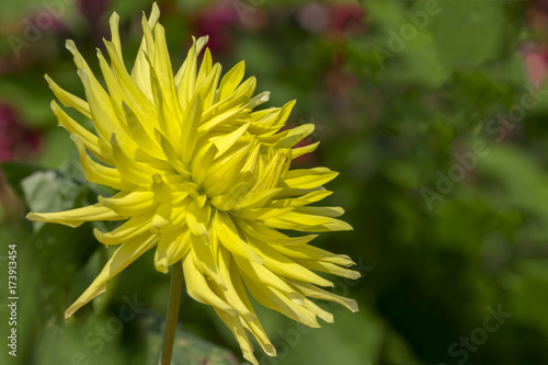 Fototapeta Naklejka Na Ścianę i Meble -  Dahlie (Dahlia)