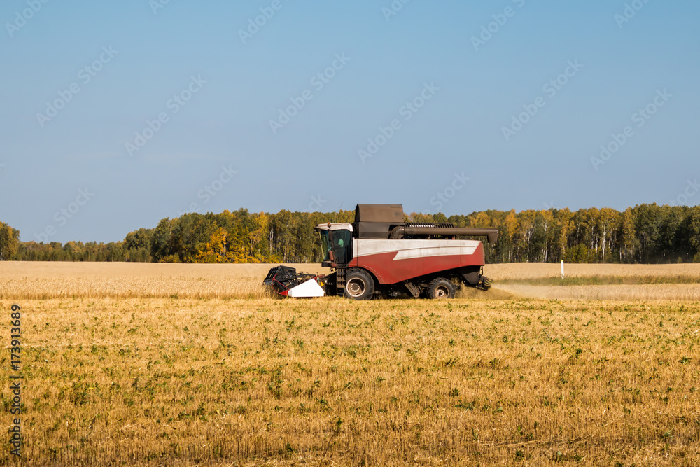 Fototapeta premium Combine harvests grain crops