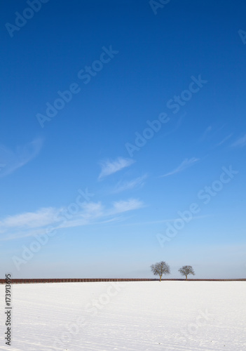 Schneebedecktes Feld mit Walnussbäumen © AnnaReinert