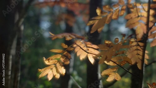 View of autumn European forest  photo