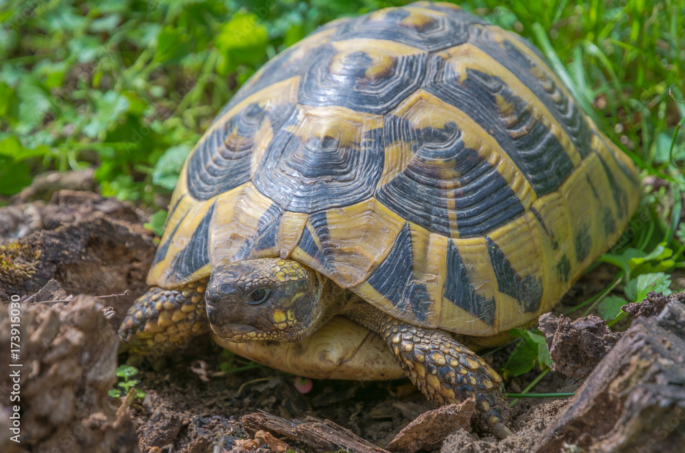 turtle walking on grass. Geochelone sulcata turtle walking on grass. Geochelone sulcata