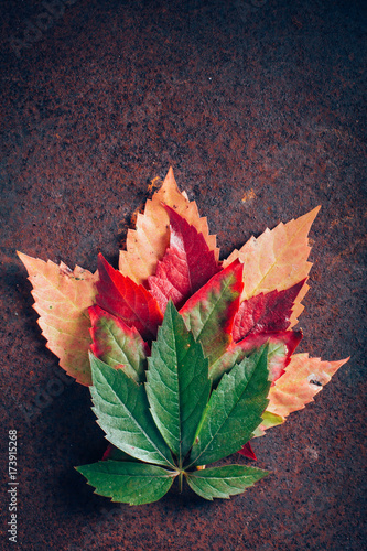 Leaves with gradient in fall