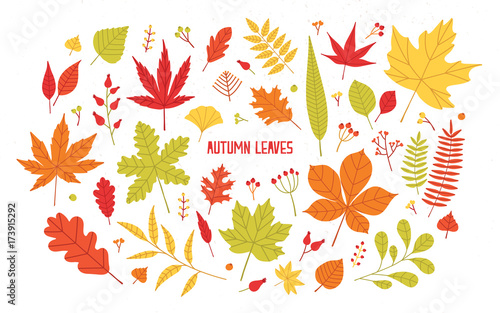 Collection of different colorful autumn tree leaves isolated on white backgro...