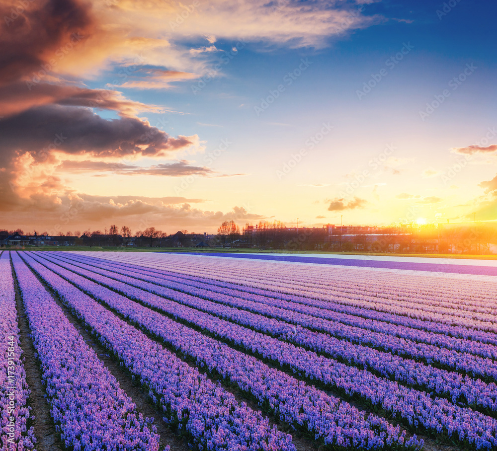 Sunset over fields of daffodils. Sunset over fields of daffodils.