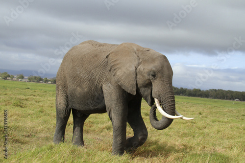 Afrikanischer Elefant  Loxodonta africana   Amboseli Nationalpark  Kenia  Ostafrika