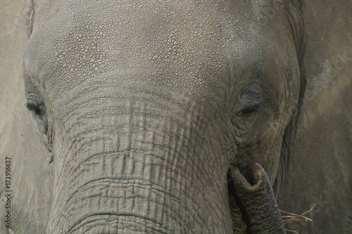 Afrikanischer Elefant (Loxodonta africana), Amboseli Nationalpark, Kenia, Ostafrika
