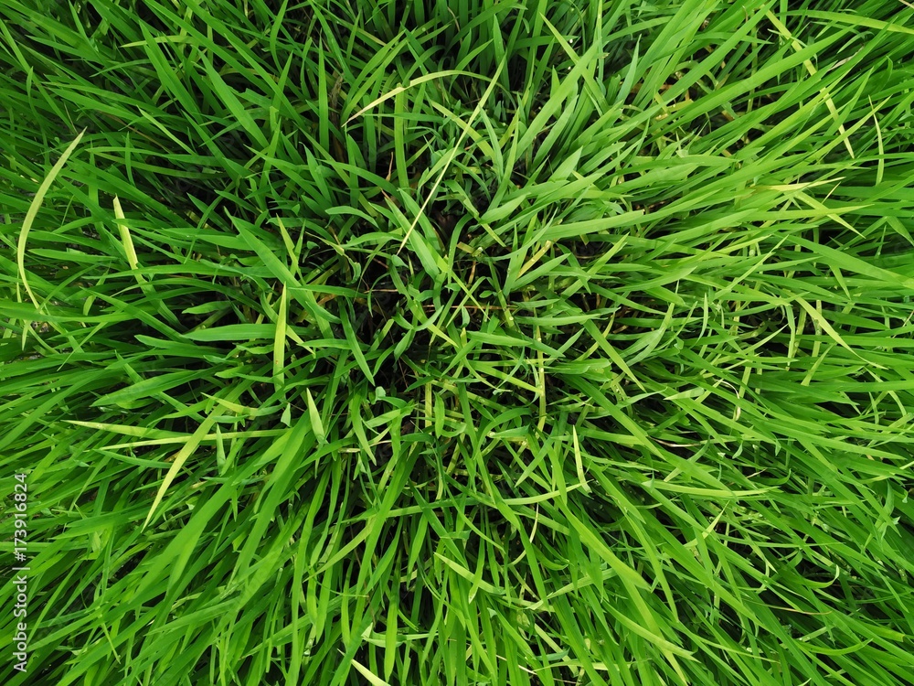 rice seedlings rice seedlings