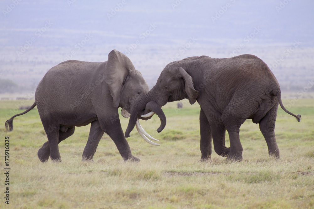 Afrikanische Elefanten (Loxodonta africana), Amboseli Nationalpark, Kenia, Ostafrika